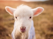 开云体育下载-跨界主宰，布伦森F1赛场翻盘启示录